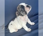 Small Photo #99 English Bulldog Puppy For Sale in WEEKI WACHEE, FL, USA
