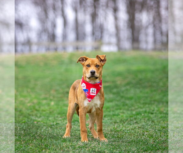 Medium Photo #2 Mutt Puppy For Sale in Unionville, PA, USA