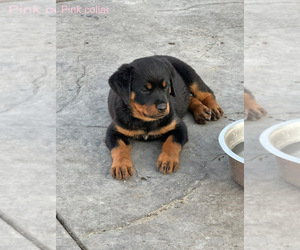 Rottweiler Puppy for sale in STOCKTON, CA, USA