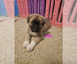 Medium German Shepherd Dog-Great Pyrenees Mix