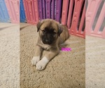 Puppy 1 German Shepherd Dog-Great Pyrenees Mix