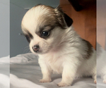 Small #5 Chihuahua