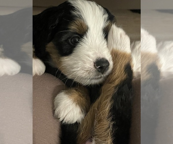 Medium Photo #5 Bernedoodle (Miniature)-Bernese Mountain Dog Mix Puppy For Sale in PLEASANT HILL, CA, USA