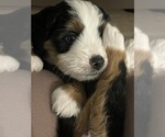 Puppy Puppy 4 Bernedoodle (Miniature)-Bernese Mountain Dog Mix