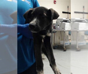 Labrador Retriever-Unknown Mix Dogs for adoption in Fayetteville, NC, USA