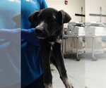 A434865 - Female Labrador Retriever-Unknown Mix Dog for Adoption - Small photo