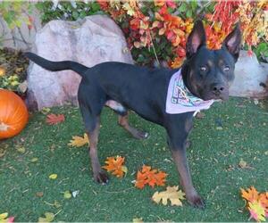 Labrottie Dogs for adoption in Oklahoma City, OK, USA