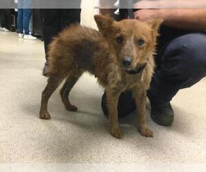 Mutt Dogs for adoption in Riverside, CA, USA