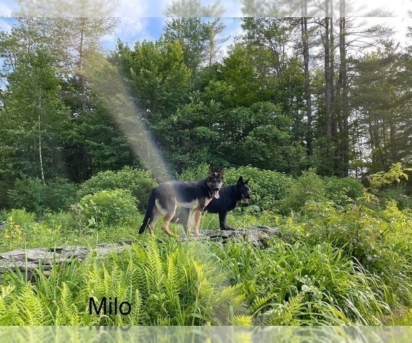 Medium Photo #25 German Shepherd Dog Puppy For Sale in PERKINSVILLE, VT, USA