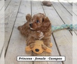 Small #2 Cavapoo (Miniature)