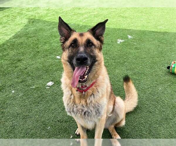 Medium Photo #3 German Shepherd Dog Puppy For Sale in Orange, CA, USA