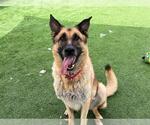 Small #2 German Shepherd Dog