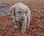 Small #4 Labrador Retriever