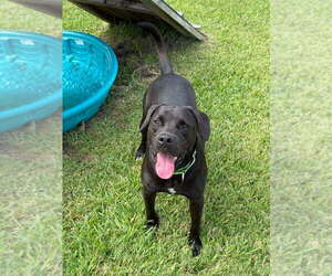 Popeye - Male Mutt Dog for Adoption - Photo #5