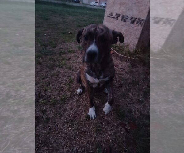 Medium Photo #2 American Pit Bull Terrier-Unknown Mix Puppy For Sale in OKLAHOMA CITY, OK, USA