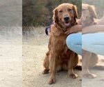 Small Photo #1 Golden Labrador Puppy For Sale in NEWPORT COAST, CA, USA