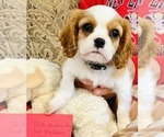 Small Cavalier King Charles Spaniel