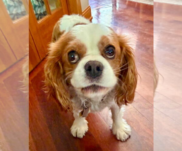 Medium Photo #7 Cavalier King Charles Spaniel Puppy For Sale in St. Louis Park, MN, USA