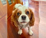 Small #6 Cavalier King Charles Spaniel