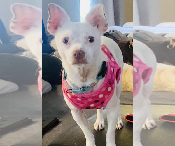 Medium Photo #1 Chihuahua Puppy For Sale in Santa Barbara, CA, USA