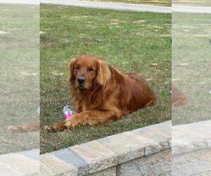 Father of the Golden Retriever puppies born on 04/01/2026