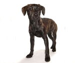 Small #4 Boxer-Pointer Mix