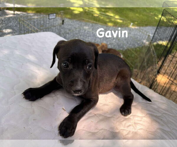 Medium Photo #1 Airedale Terrier-Unknown Mix Puppy For Sale in Rustburg, VA, USA