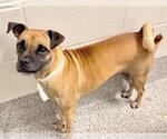 Small #4 Pug Mix