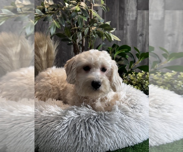 Medium Photo #3 Poo-Ton (Toy) Puppy For Sale in CANOGA, NY, USA