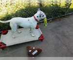 Small #1 American Staffordshire Terrier-Dalmatian Mix