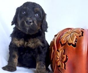Goldendoodle (Miniature) Puppy for sale in CANTON, GA, USA