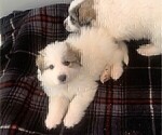 Small Photo #15 Great Pyrenees Puppy For Sale in MOUNT AIRY, NC, USA