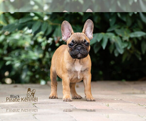 French Bulldog Puppy for sale in Szeged, Csongrad, Hungary