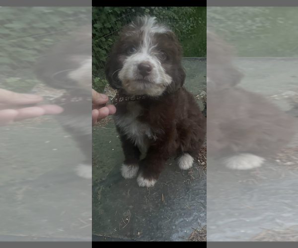 Medium Photo #1 Aussie-Poo Puppy For Sale in VENETA, OR, USA