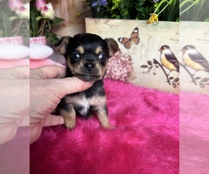 Chihuahua Puppy for sale in TRACY, CA, USA