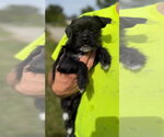 Small Photo #3 Mutt Puppy For Sale in Grafton, WI, USA