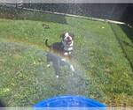 Small #3 American Pit Bull Terrier Mix