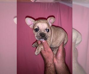 French Bulldog Puppy for sale in NASHVILLE, TN, USA
