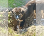 Puppy Zurg Australian Shepherd