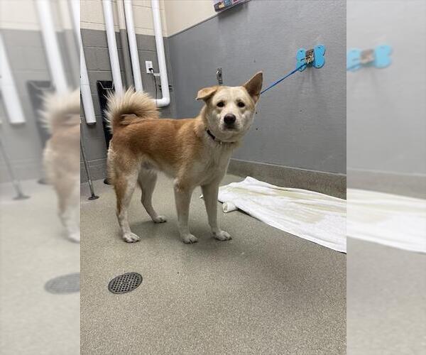 Medium Photo #1 Akita-German Shepherd Dog Mix Puppy For Sale in Las Vegas, NV, USA