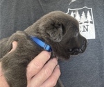 Small #1 Labrador Retriever