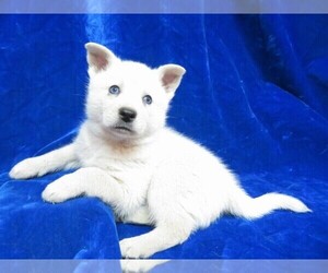 Alaskan Klee Kai Puppy for sale in NORWOOD, MO, USA