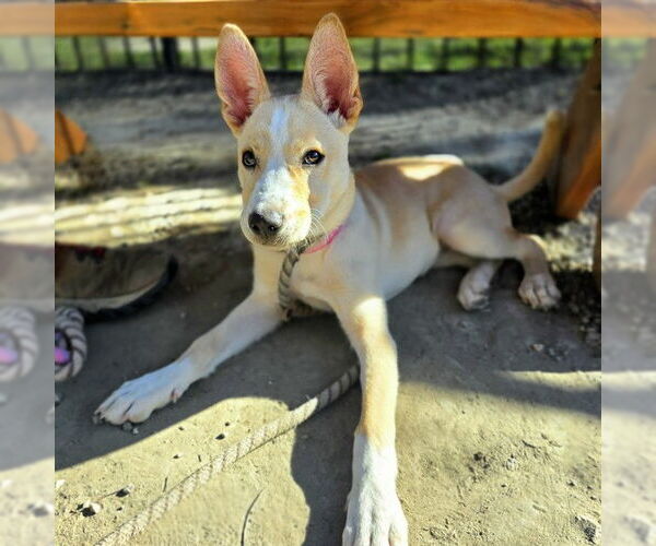 Medium Photo #1 Basenji Puppy For Sale in Long Beach, CA, USA