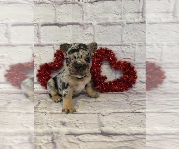 Medium Photo #5 French Bulldog Puppy For Sale in ELKHORN, WI, USA
