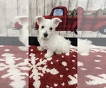 Puppy 4 West Highland White Terrier