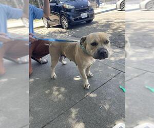 American Pit Bull Terrier Dogs for adoption in Stockton, CA, USA