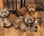 Small Havanese