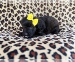 Small #4 Aussiedoodle Miniature 
