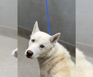 Siberian Husky-Unknown Mix Dogs for adoption in Las Vegas, NV, USA