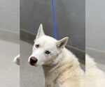 Small Siberian Husky Mix